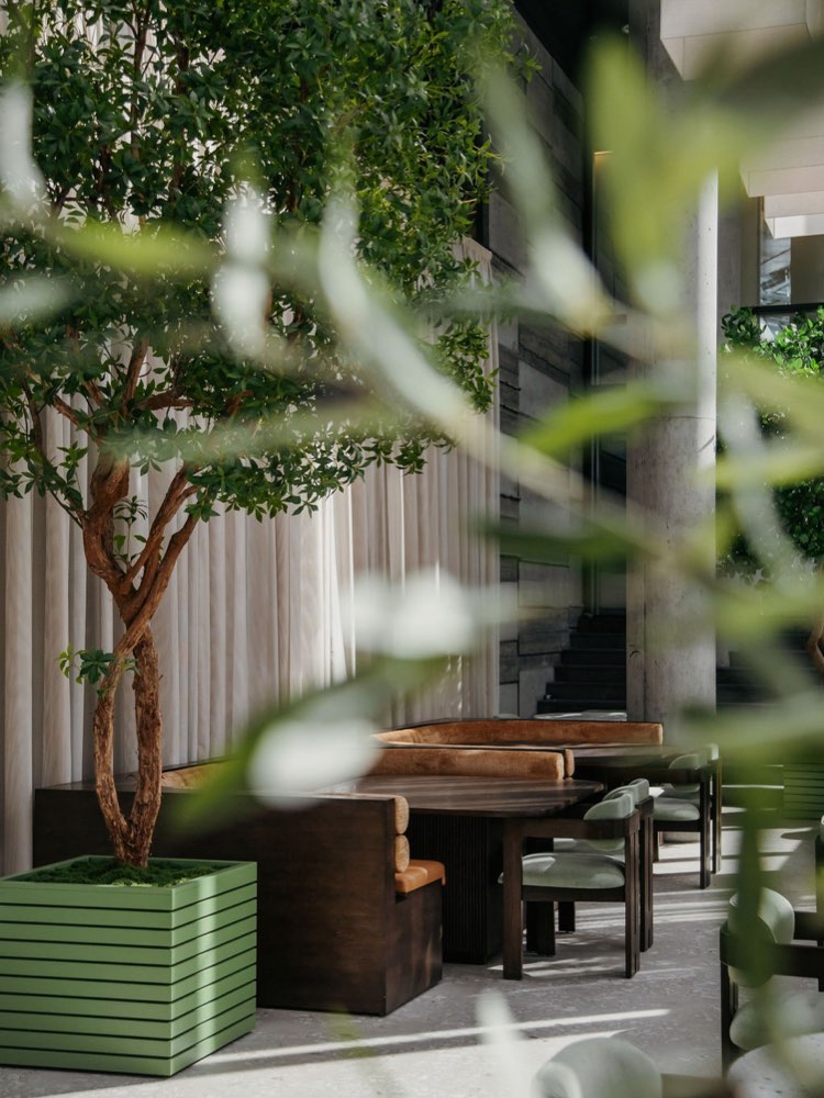 Höfðatorg — a planted tree over the benches, seen through the leaves of the next one.